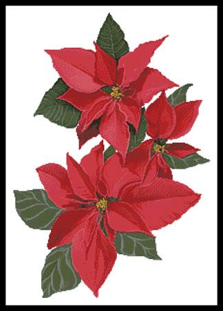 Poinsettia Flowers  (Claire Harkness)