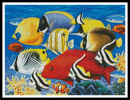 Coral Fish  (Howard Robinson)