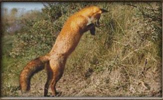 click here to view larger image of Jumping Fox (chart)