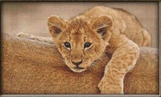 Resting Lion Cub