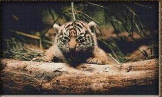 Resting Tiger Cub