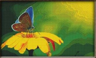 Blue Butterfly on Yellow Flowers