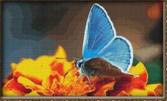 Blue Butterfly on Orange