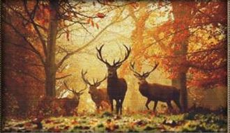 Stag Herd
