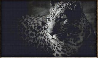 Grey Leopard