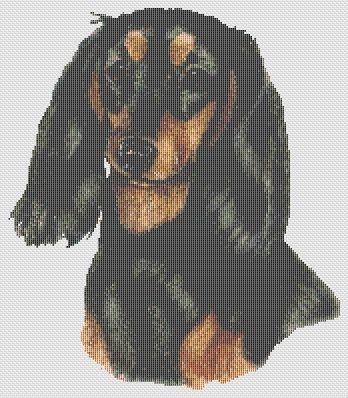 Dachshund - Longhaired Black and Tan