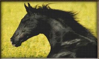Racing Black Stallion