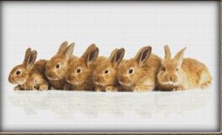 Row of Bunnies