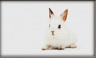 Cute White Bunny