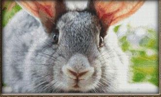 Gray Rabbit Close-Up