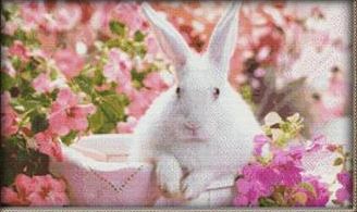 Rabbit in a Flower Field