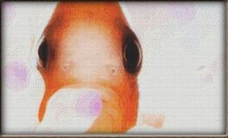 Goldfish Close-Up