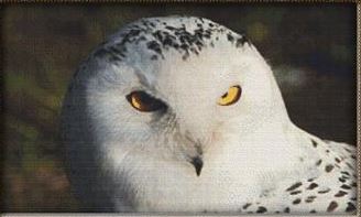 Scowling Snow Owl