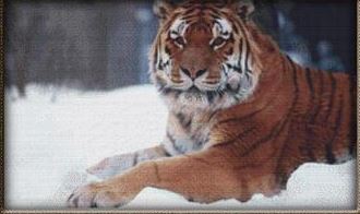 click here to view larger image of Snow Tiger (chart)