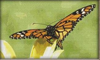 Takeoff Butterfly