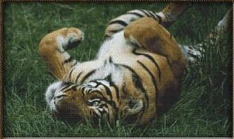 Playful Tiger