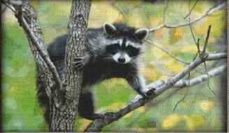 click here to view larger image of Curious Raccoon (chart)