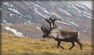 Mountainside Moose