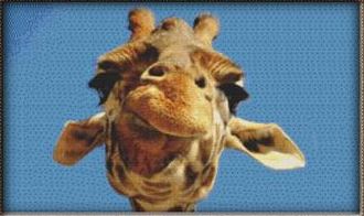 Giraffe Close-Up