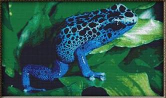 Blue Tree Frog