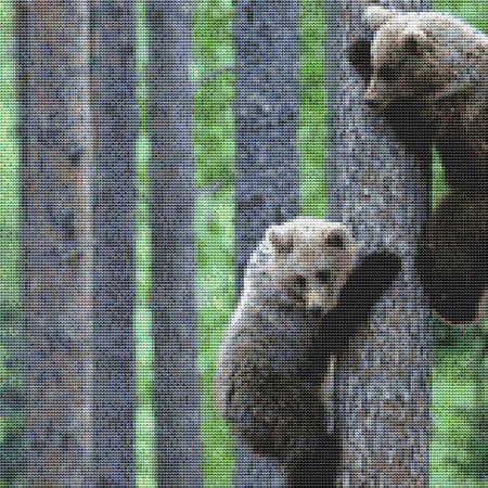 Playing Bear Cubs