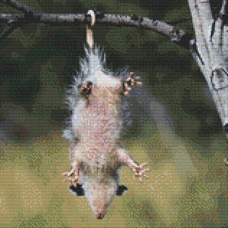 Dangling Opossum