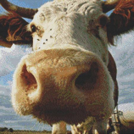 Silly Cow Closeup