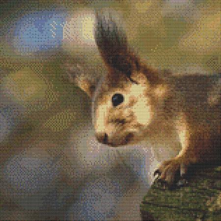 Pointy-Eared Squirrel