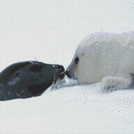 Cute Baby Seals