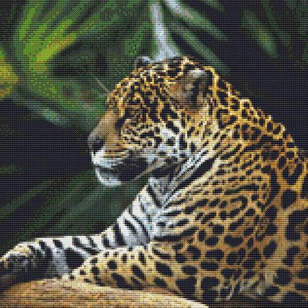 Resting Forest Leopard