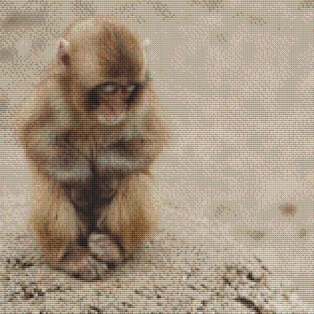 Cute Baby Monkey