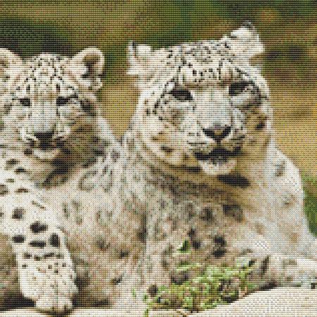 White Leopard Cubs