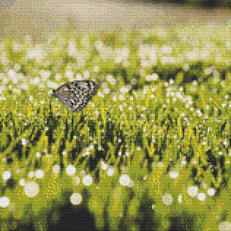 Grassfield Butterfly