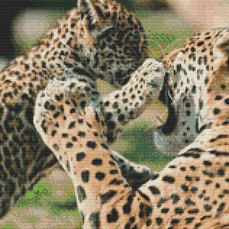 Dueling Leopards