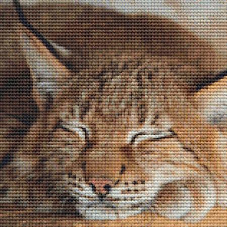 click here to view larger image of Sleeping Bobcat (chart)