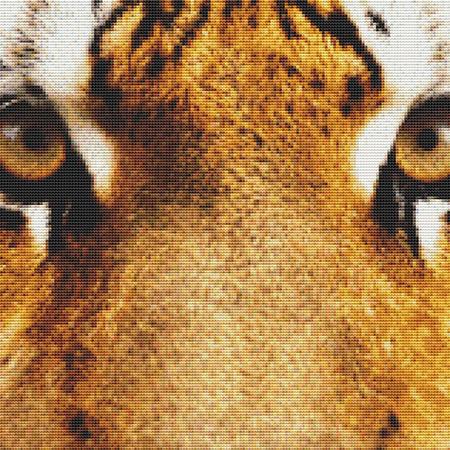 Cute Tiger Close-Up