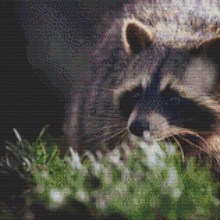 Peculiar Raccoon