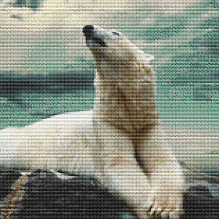Relaxing Polar Bear