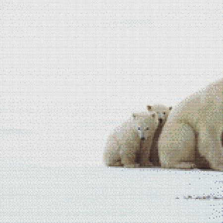 Nuzzling Polar Bear