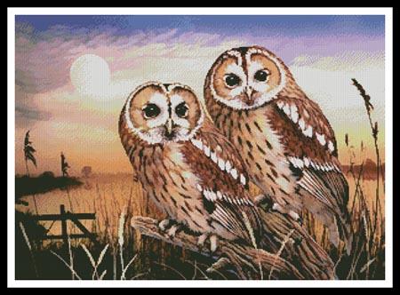 Tawny Owls  (Howard Robinson)