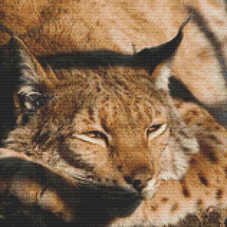 Sleeping Lynx