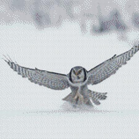 Flying Snow Owl