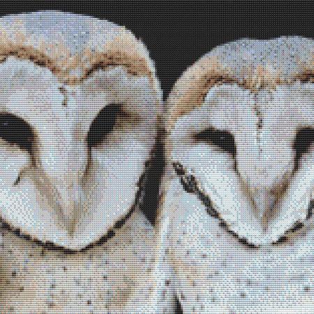 Two Barn Owls