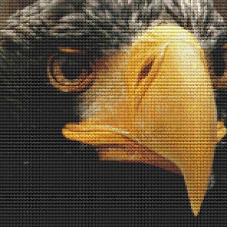 Scowling Eagle