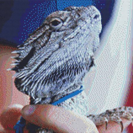 Posing Reptile