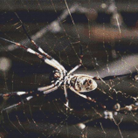 Spider In A Web