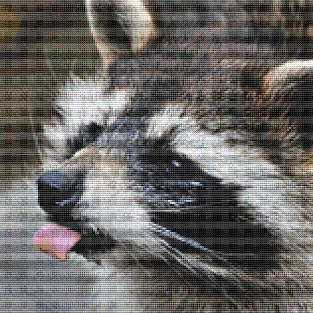 Licking Raccoon