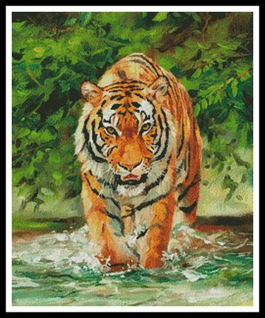 Amur Tiger On Water  (David Stribbling)