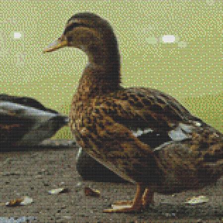 Awkward Duckling