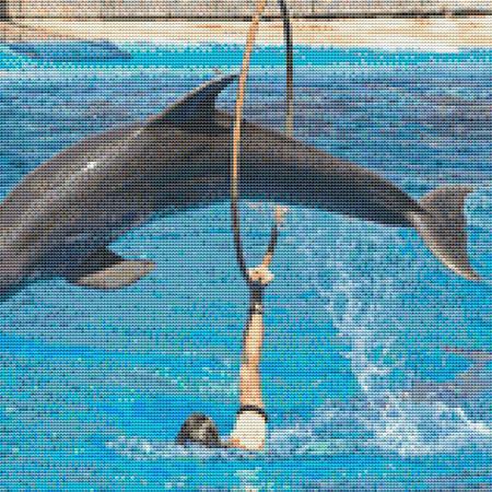 Dolphin Hoop-Jump
